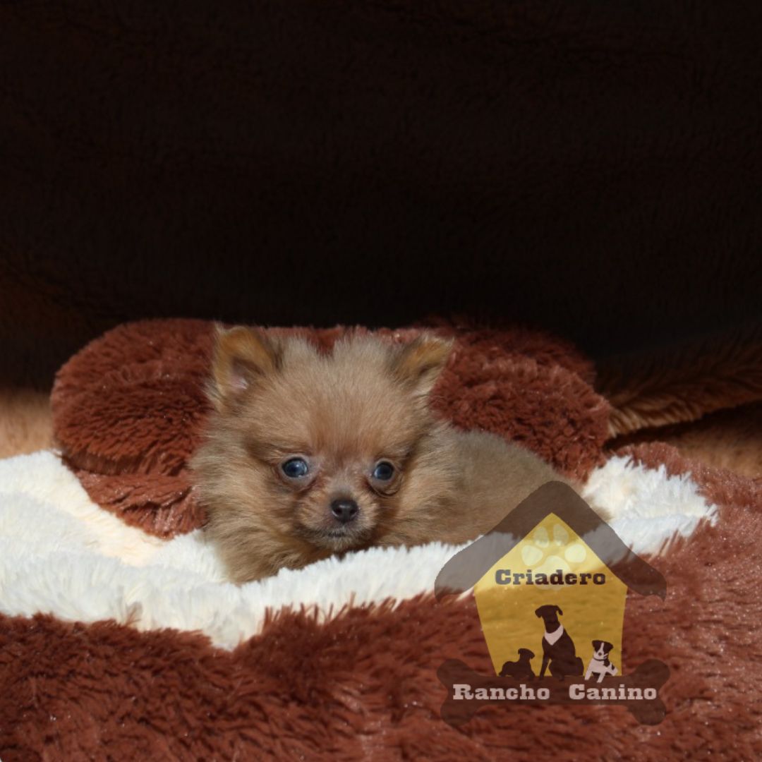 Cachorros en venta Bogotá